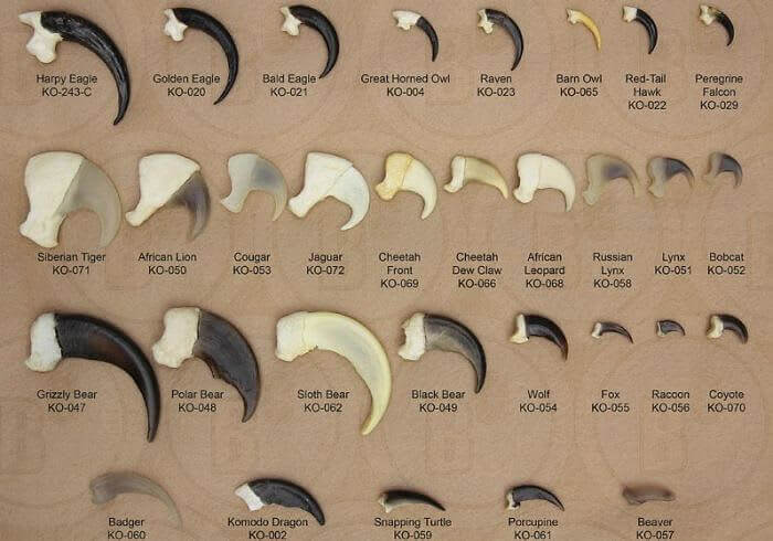 40. Eagle Claws in Comparison With Mammalian Predators