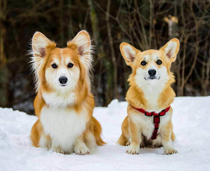 16. Fluffy Corgi vs. Regular Coat