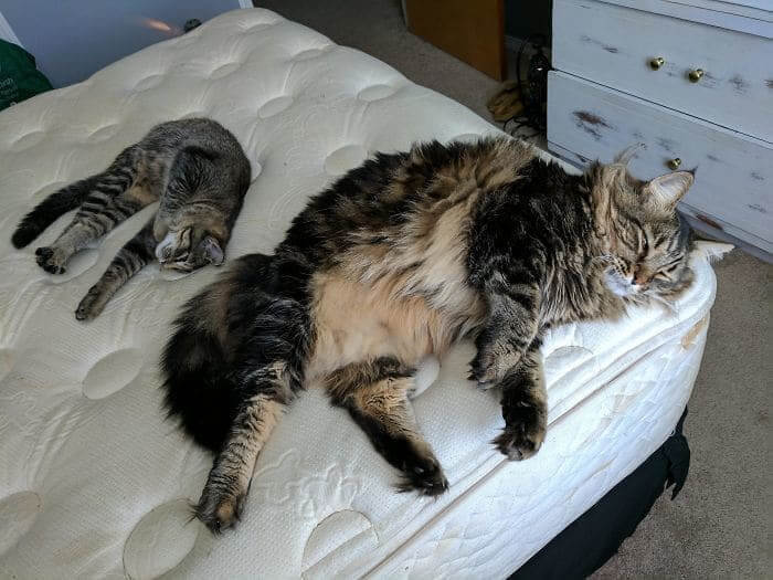 8. Size Comparison of Maine Coon and American Shorthair