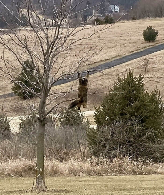 When Your Cat Is Spotted Doing Pull Ups