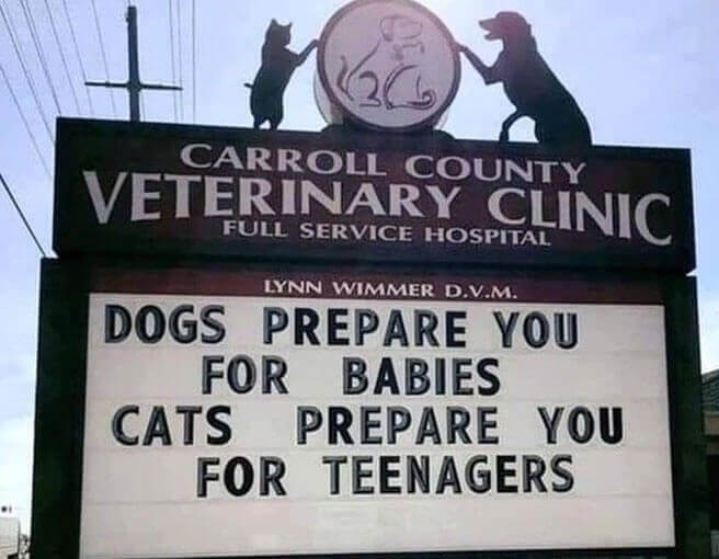 Cats Are Teenagers in Animal Form