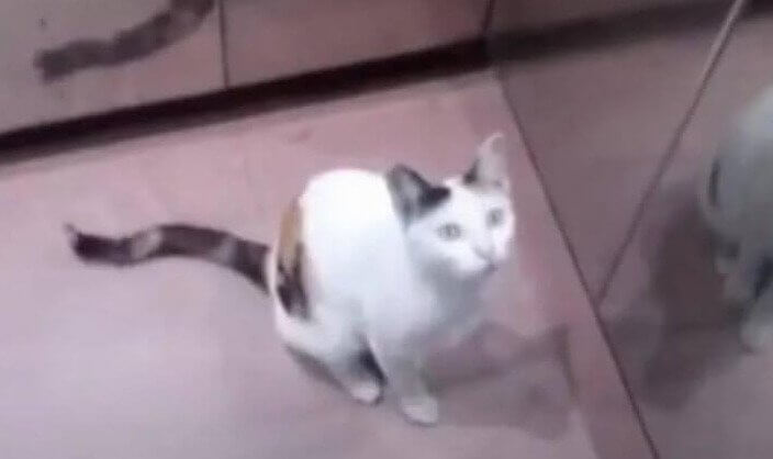 This Very Independent Cat Takes the Elevator All Alone