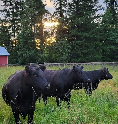 Cows Experience Separation Anxiety When Away From Their Besties (yes, Really)