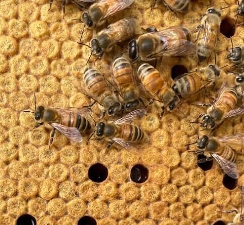 A Bee Only Produces 1/12th of a Teaspoon of Honey in Their Lifetime