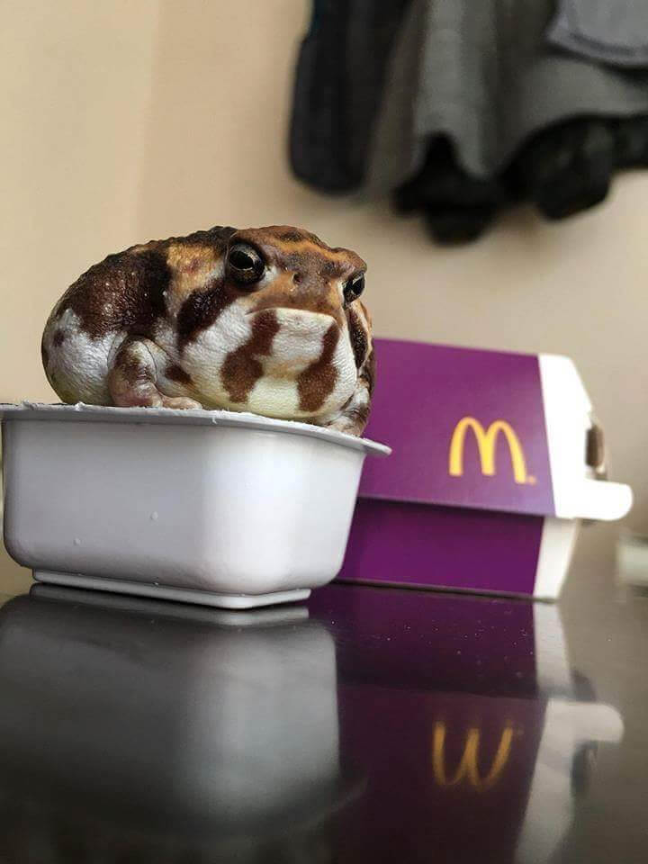 What a Yummy McFlurry