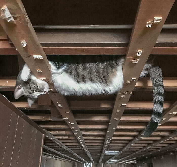 When You Have a Cat in Your Ceiling