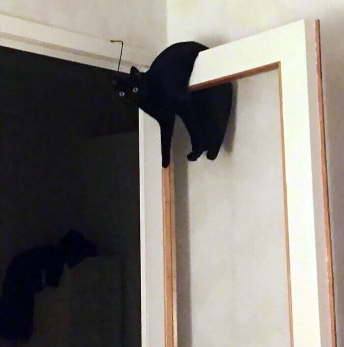 When the Cat Hangs Out Like a Bat