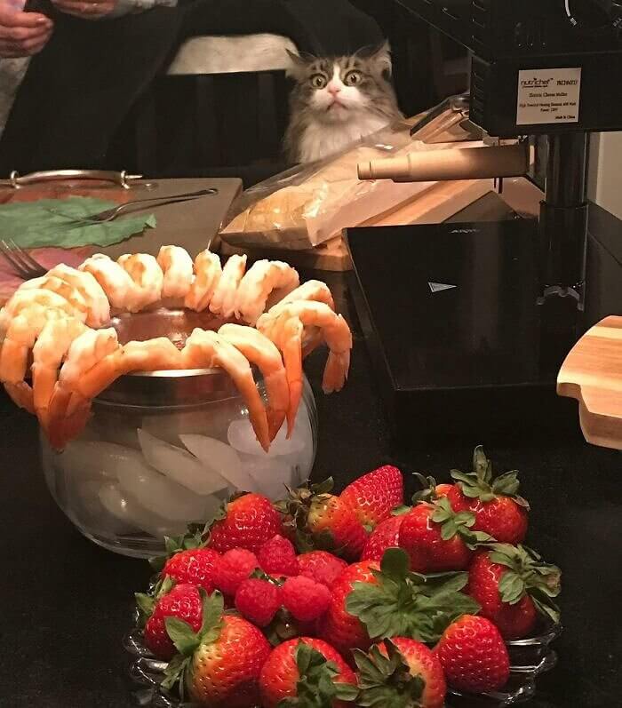 When Your Shrimp Obsession Goes Too Far