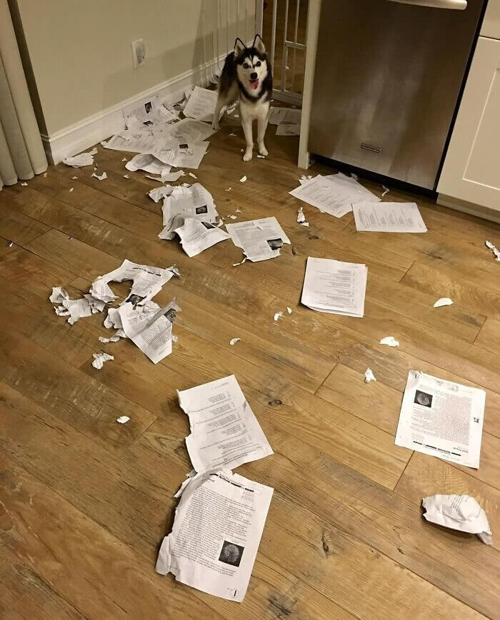 This Teacher's Dog at Everyone's Homework