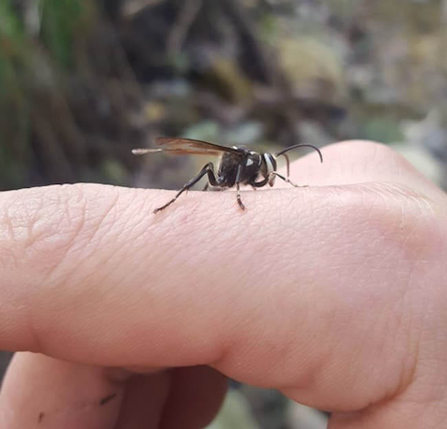 Abdomen-Less Wasps Do Apparently Exist In Nature Which Means No Stingers