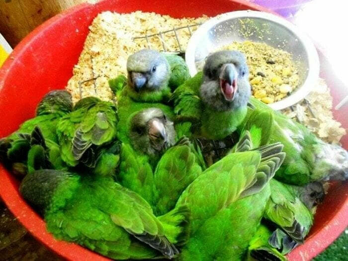 This Salad Bowl Looks Extra Crunchy