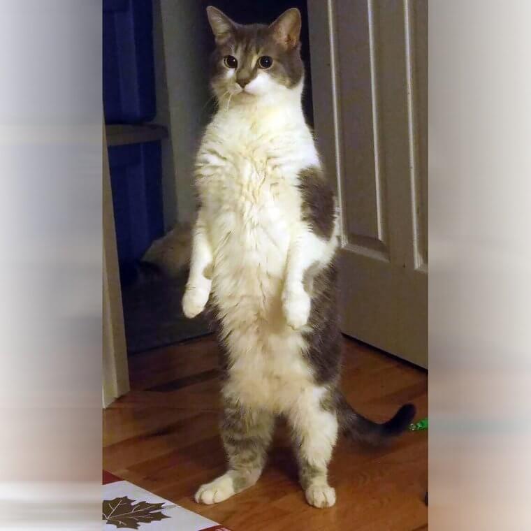 Is It a Cat or a Meerkat?