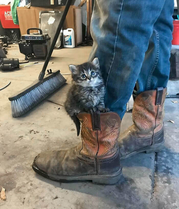 A Cute Cat in a Cowboy Boot