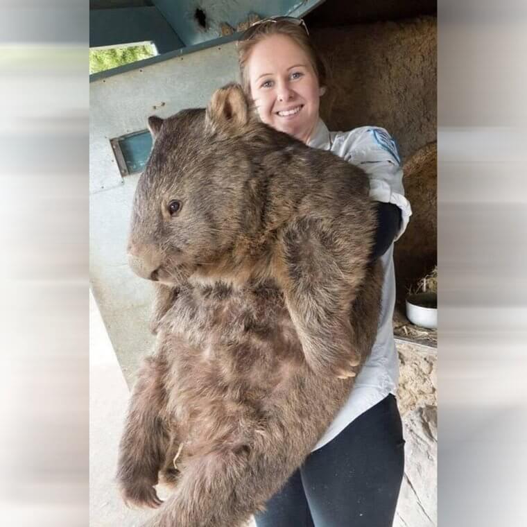 Patrick Is Possibly The Largest Wombat On The Planet