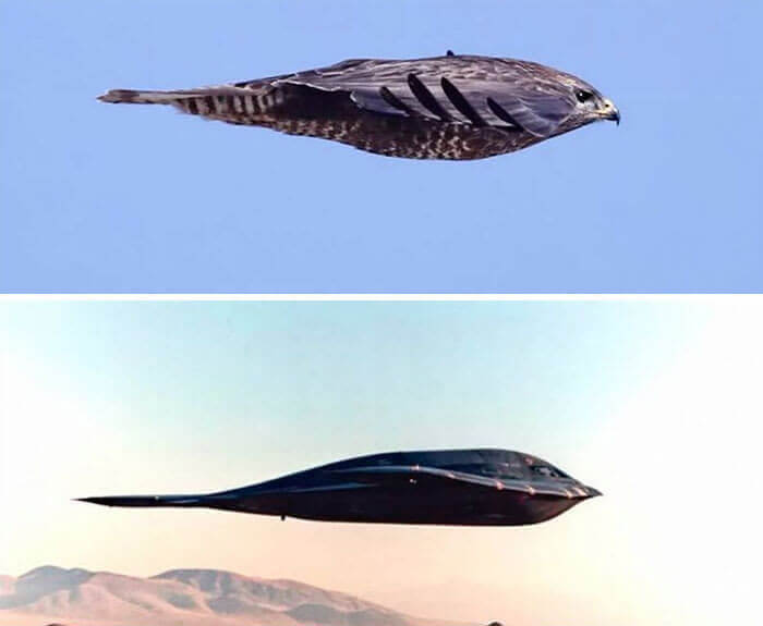 7. The Striking Similarity Between Common Buzzard and B2 Stealth Bomber