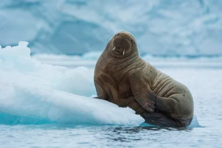 10. The Walruses With The Heart Of Ice